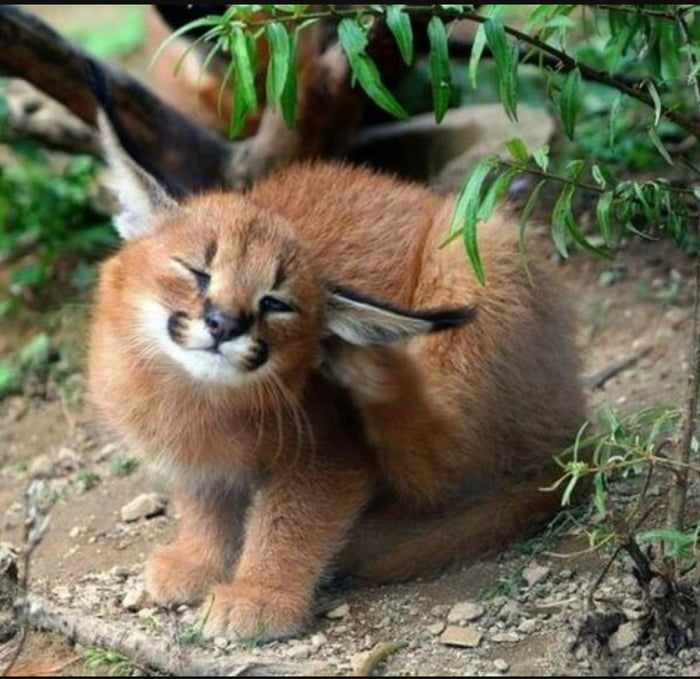 Caracal kitten - 9GAG