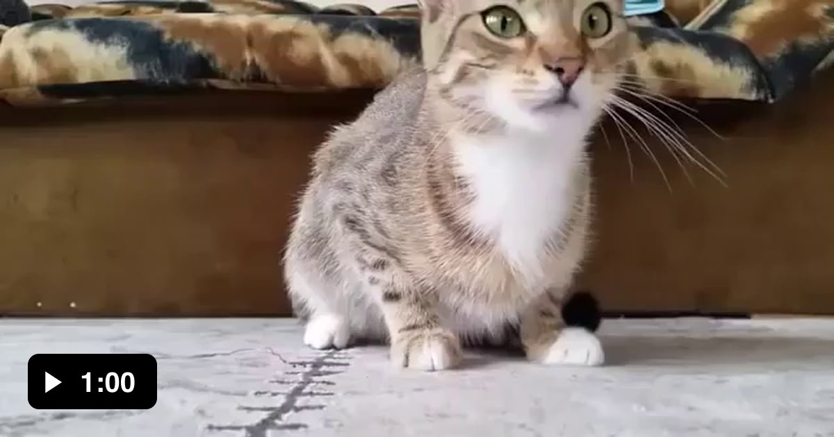 Cat Watching Horror Movie 9GAG