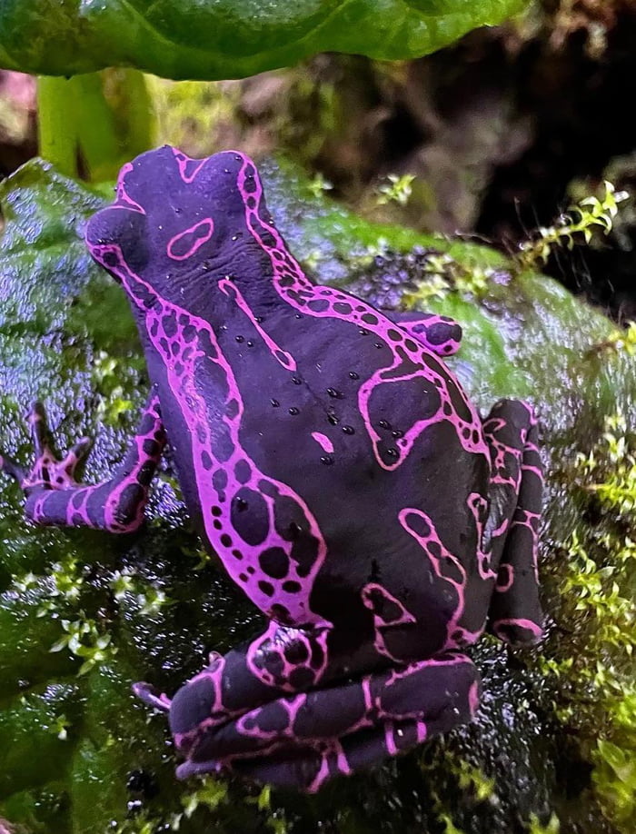 Фиолетовая лягушка. Сиреневая лягушка.
