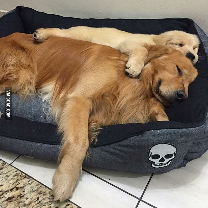 Cuddle Buddies 9GAG