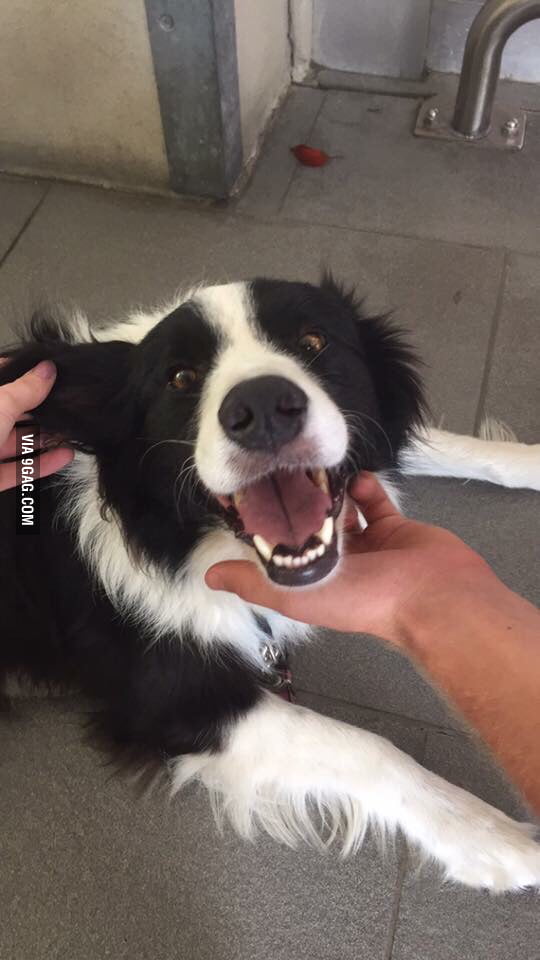 He's just so happy! - 9GAG