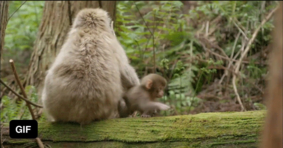 Гифки с обезьянами
