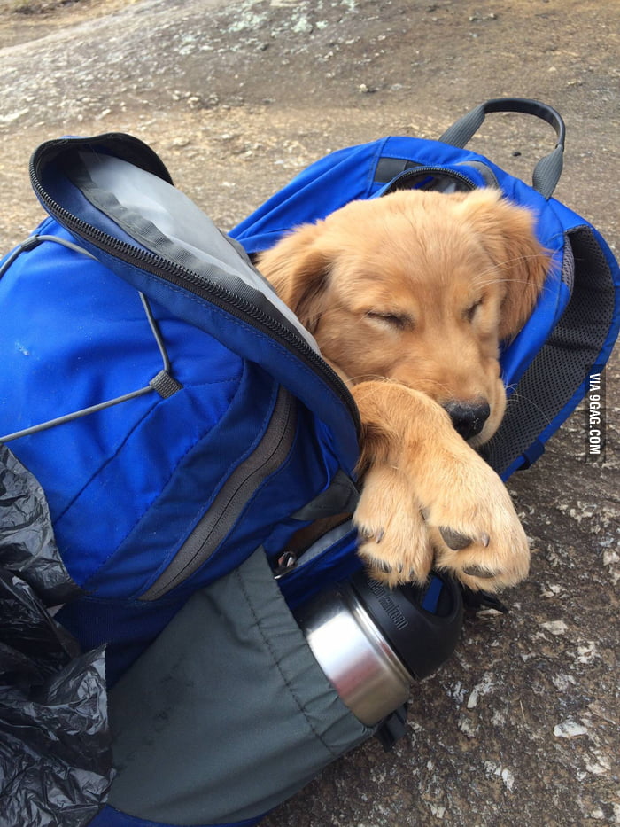 Lazy hiking dog. - 9GAG