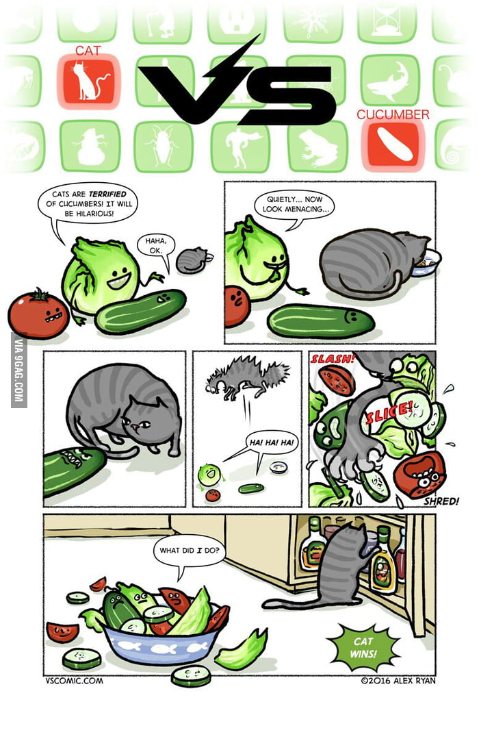 Cat Vs Cucumber 9gag