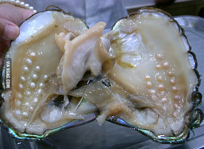 Pearls In An Oyster 9GAG