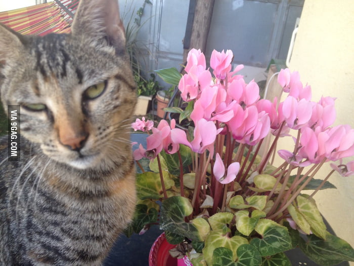 When You Give Her Flowers But She s Not Impressed 9GAG when-you-give-her-flowers-but-she-s-not-impressed-9gag