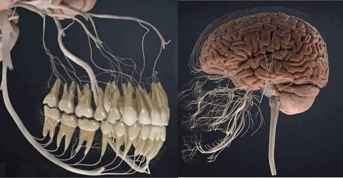 Nerve teeth like you have not seen it before I think it is clear why