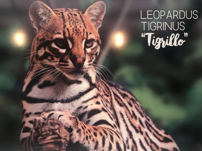 Tigrillo (small Tiger) From Ecuador - 9GAG