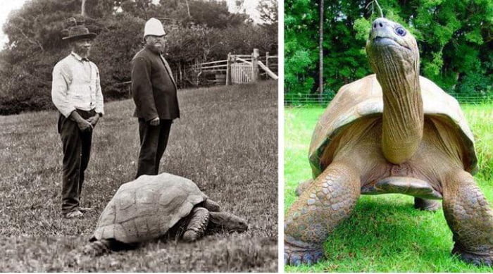 This is Jonathan, a giant tortoise. He was born in 1832. The photo on ...