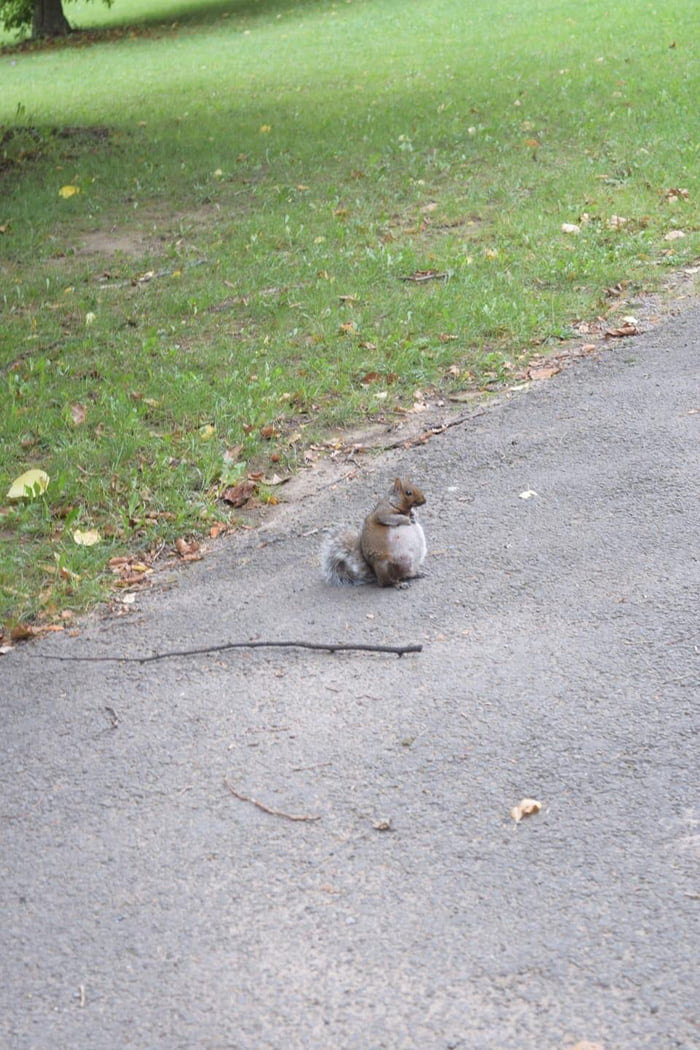 Saw A Pregnant Squirrel For The First Time Today. I�m Not Sure What I  Expected But This Exceeds All Of It. - 9Gag Saw A Pregnant Squirrel For The First Time Today. I�m Not Sure What I  Expected But This Exceeds All Of It. - 9Gag