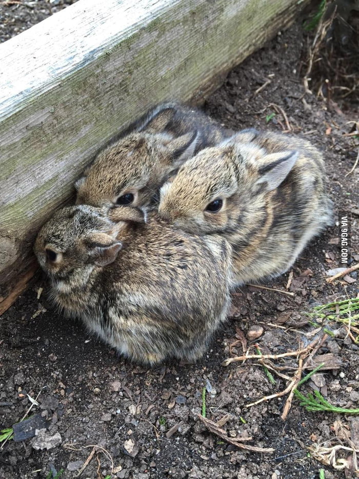 Baby bunnies found in the garden! - 9GAG