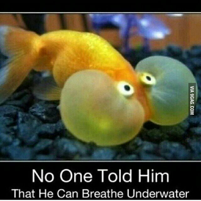No one told him that he can breath underwater 9GAG