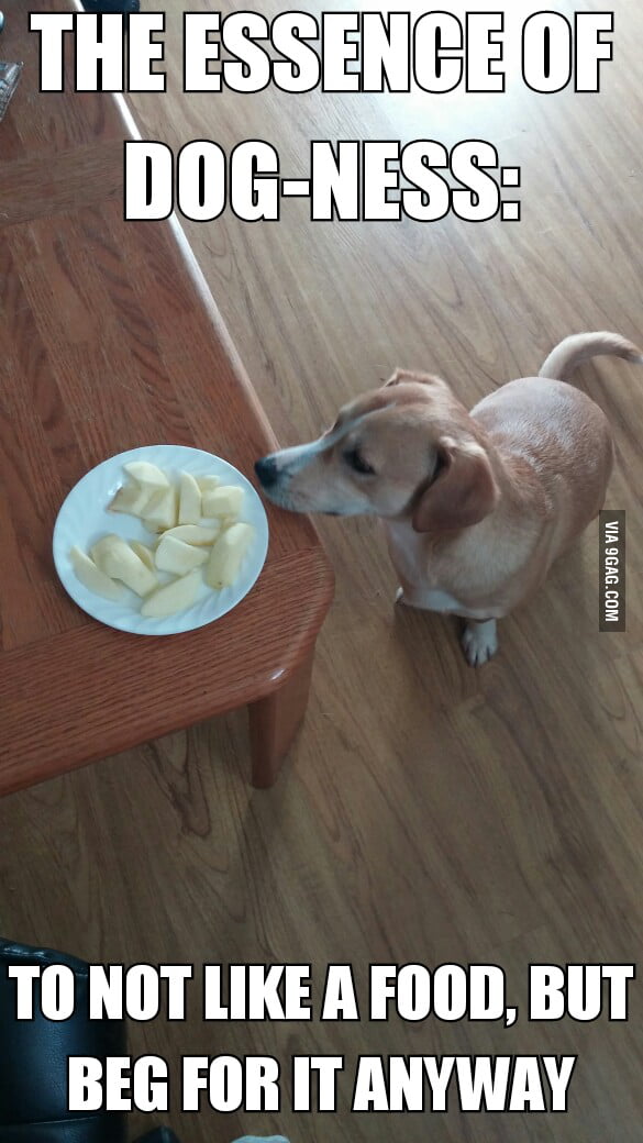What truly makes a dog a dog 9GAG