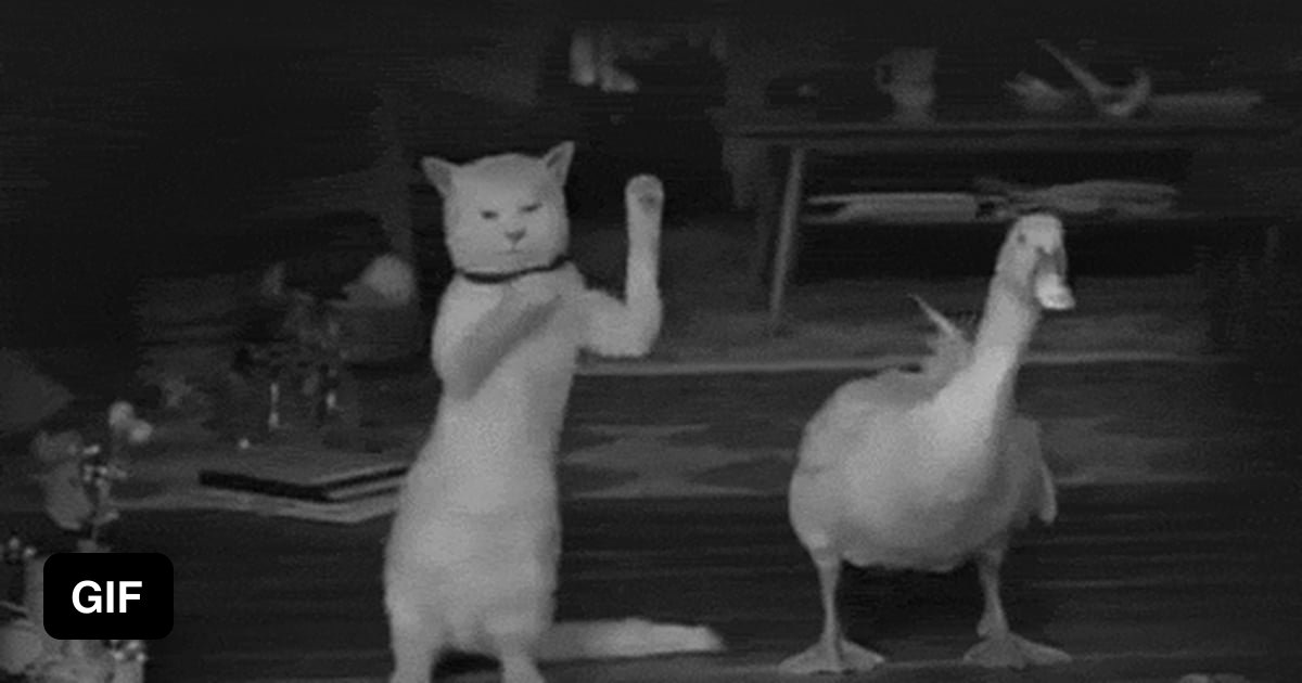Dancing Ewok Gif