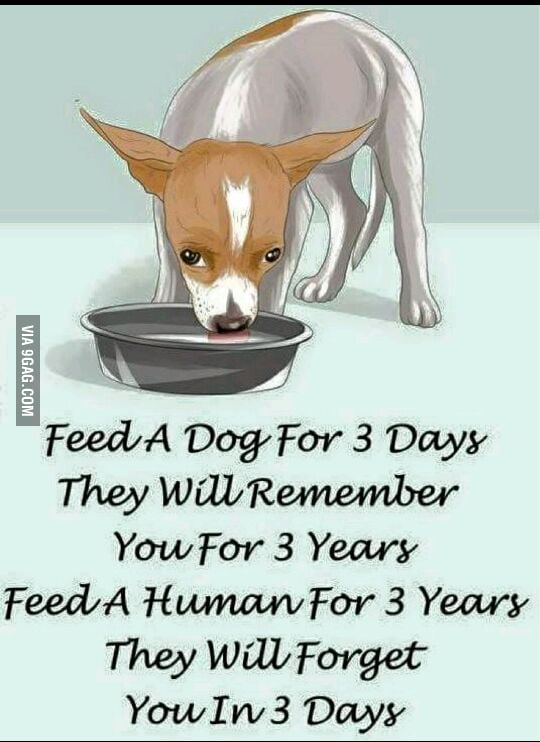 Animals are better than Humans! - 9GAG