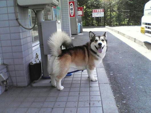 Hugli Dog Huskgi? - 9GAG