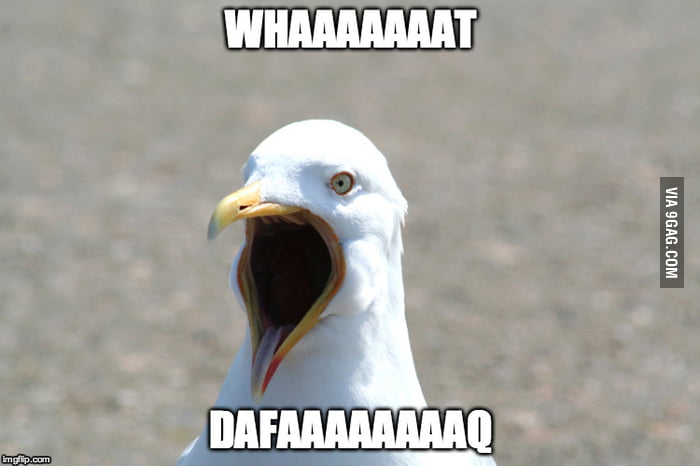 Amazed gull is amazed ... Here's a new meme for you fellow 9gaggers. Be ...