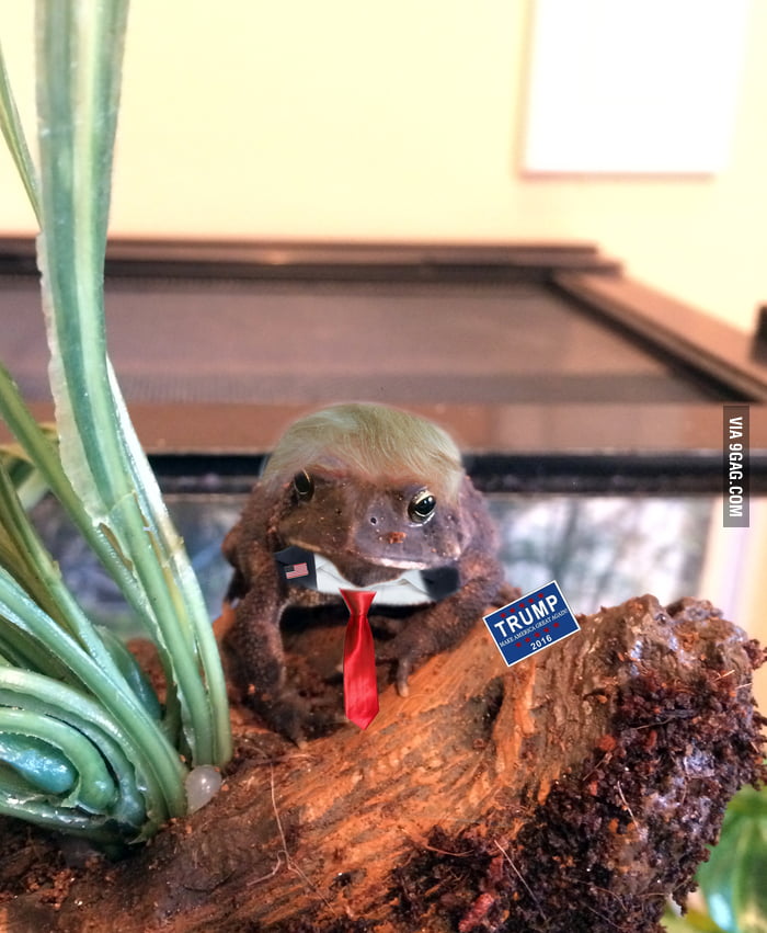 My toad looks just like someone... - 9GAG