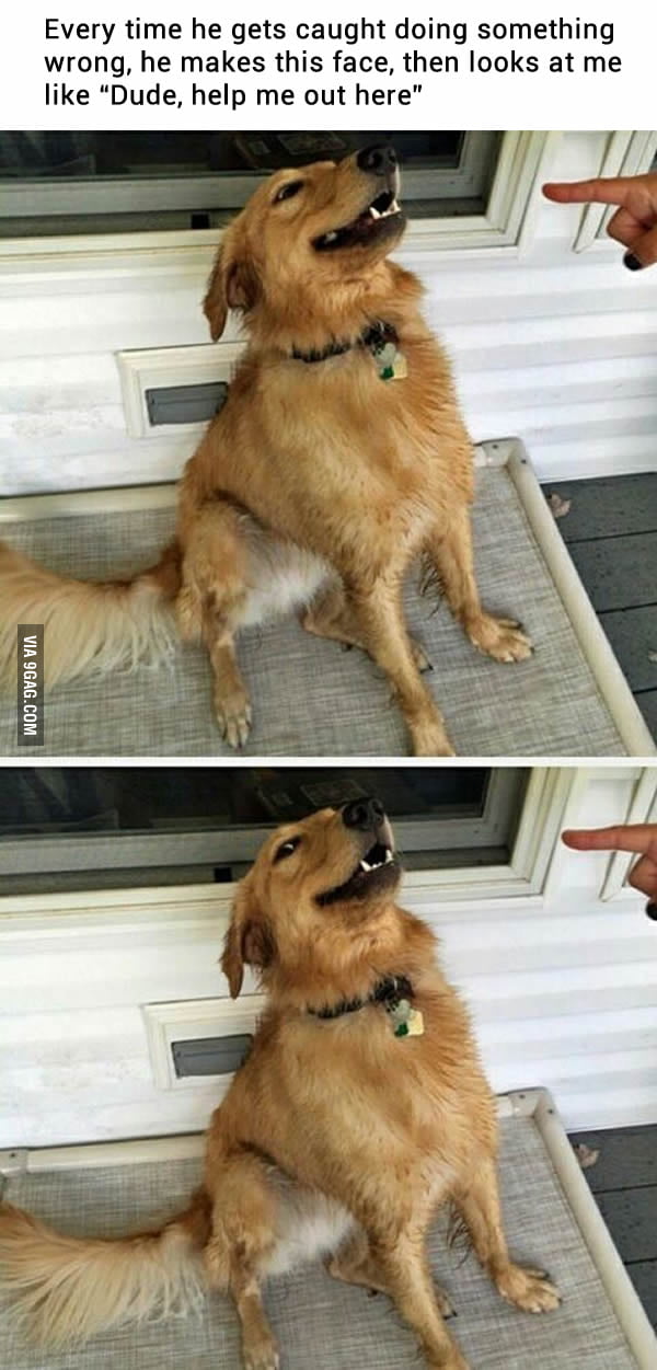 That face makes me laugh every time. - 9GAG