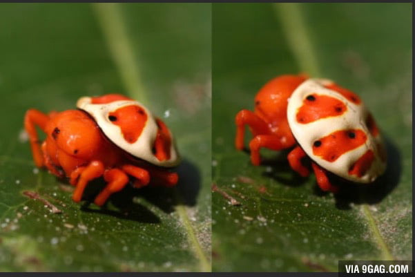 Probably the cutest "nope" I ever saw - 9GAG