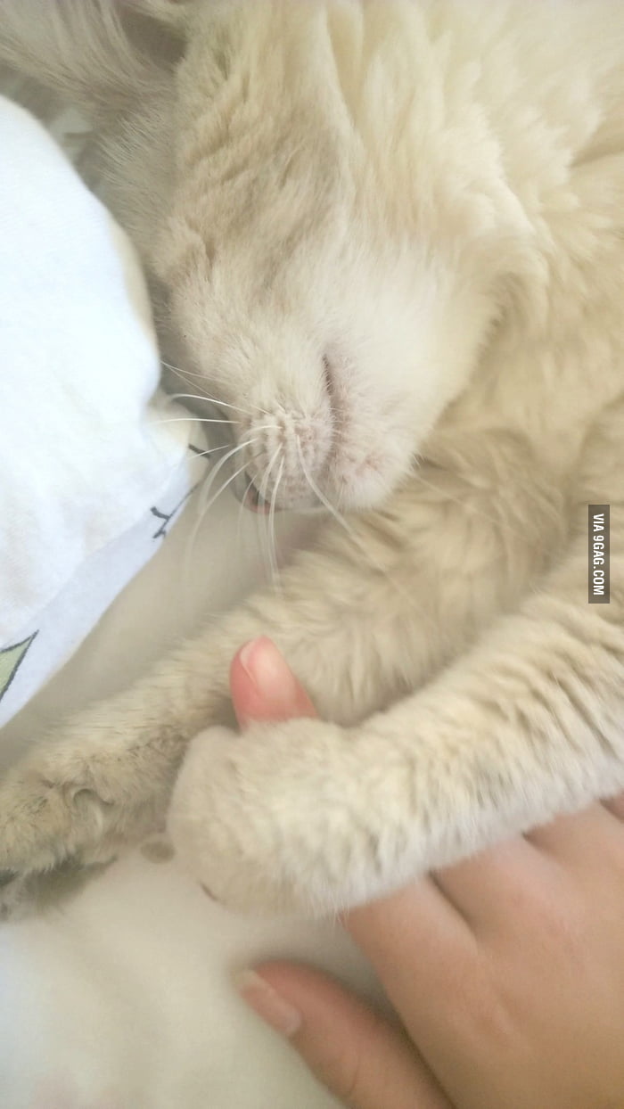 That's how my cat likes to sleep sometimes 9GAG