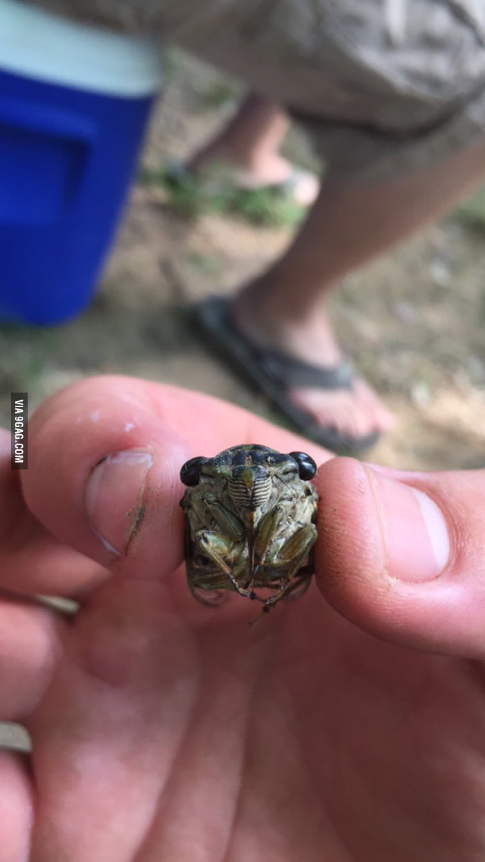 Fold This Cicada. It Looks Like Cell (DBZ) In His First Form. - 9GAG