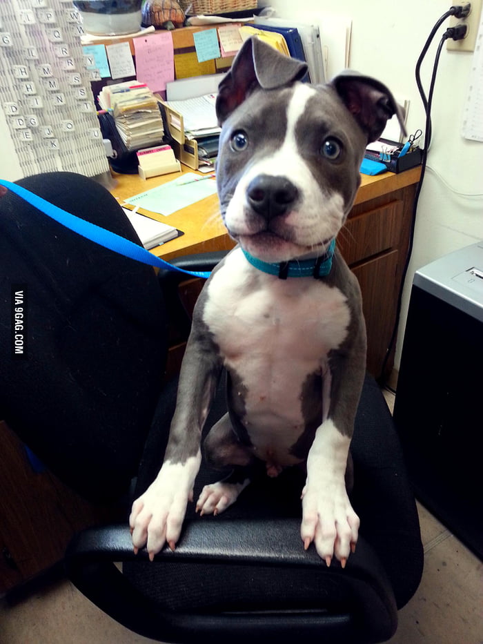 worst-employee-ever-work-never-gets-done-when-he-s-around-9gag