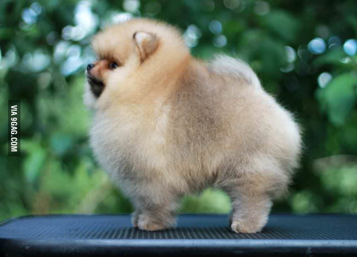 This is what happens if you overfeed your dust bunnies. 9GAG