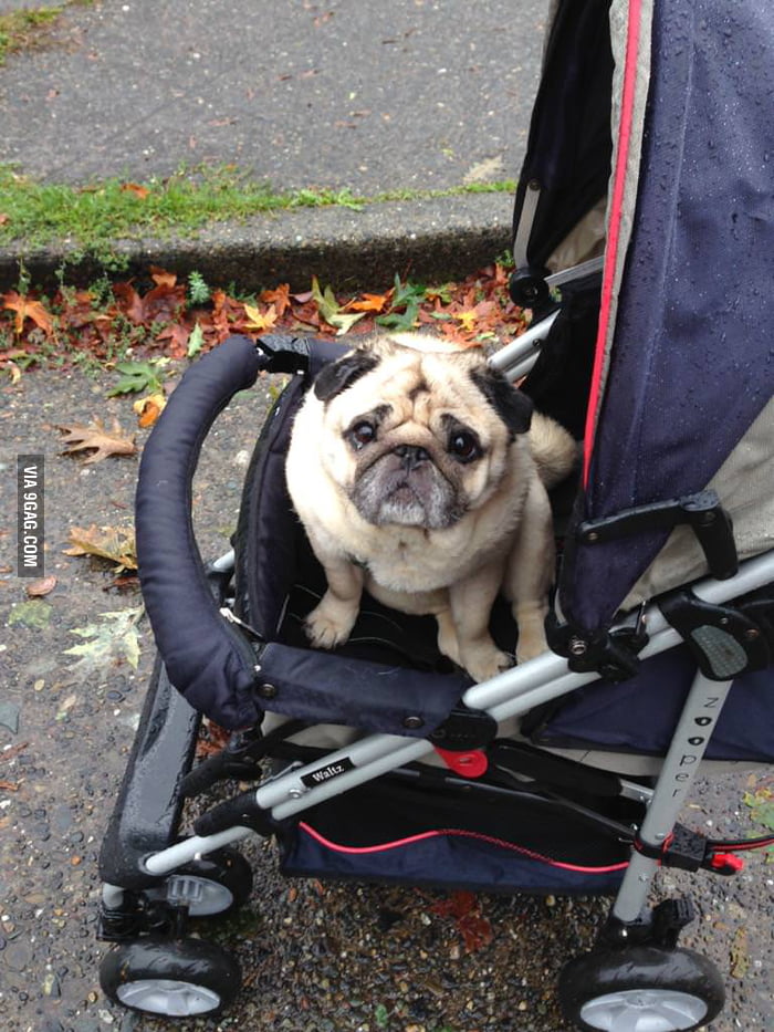 My Pug Has Arthritis But Still Wants To Go For Walks So We Bought Him A Stroller 9gag