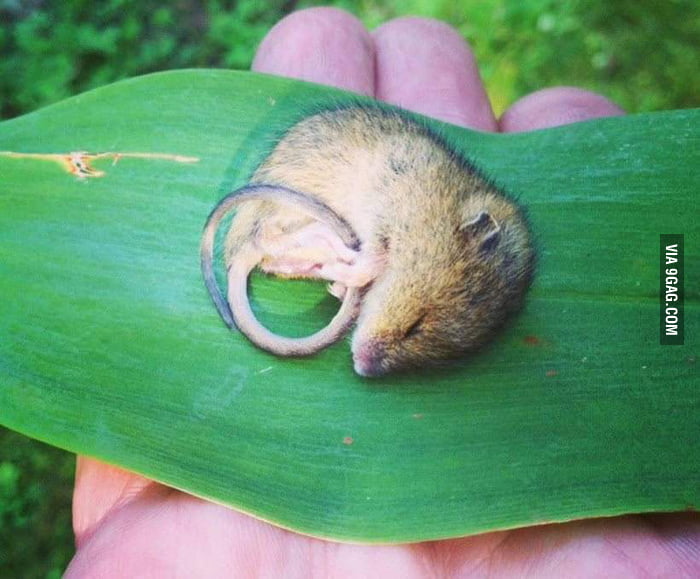 A little mouse napping on a leaf - 9GAG