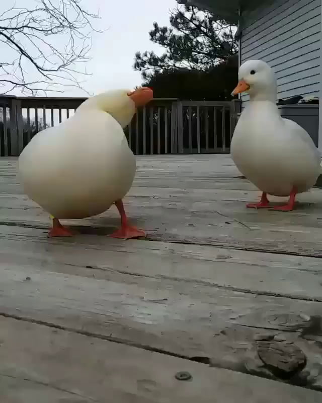 Ducks or marshmallows 9GAG