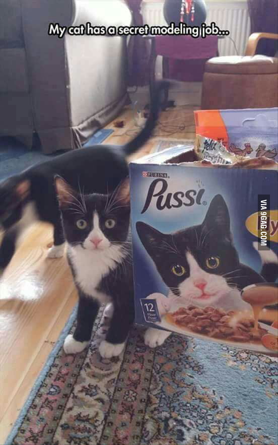 The name of the cat food though. 9GAG