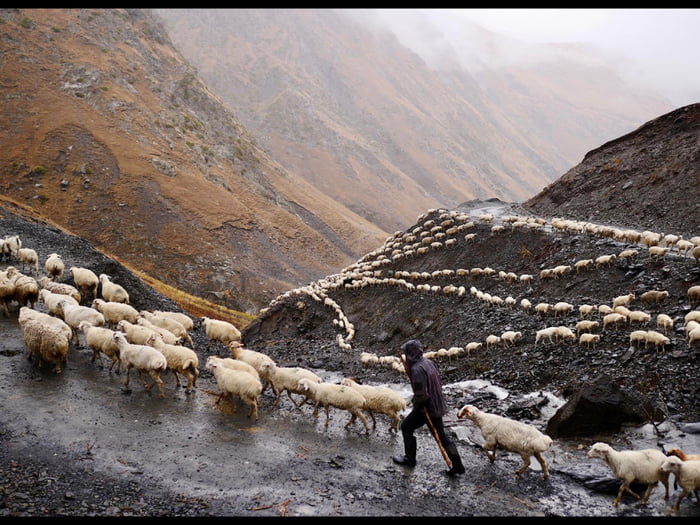 Sheep Herder and his sheep. The average salary of a Sheep Herder is