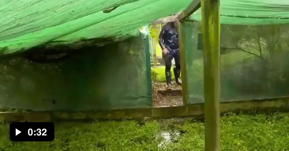 The difference between horseradish wasabi and real wasabi as described