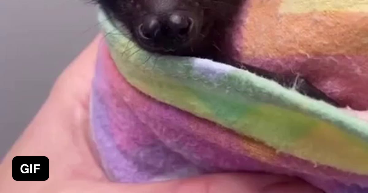 Baby Bats are Called Pups, and they are Adorable. - 9GAG