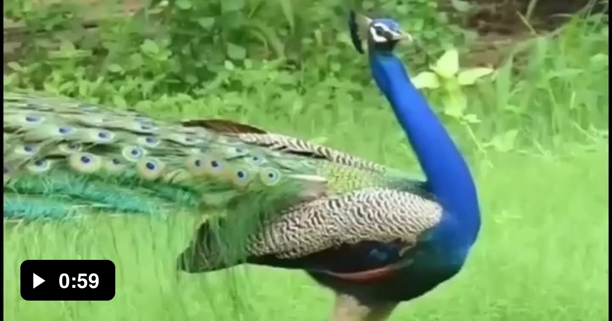 Absolutely beautiful PEACOCKS of the world..!! - 9GAG