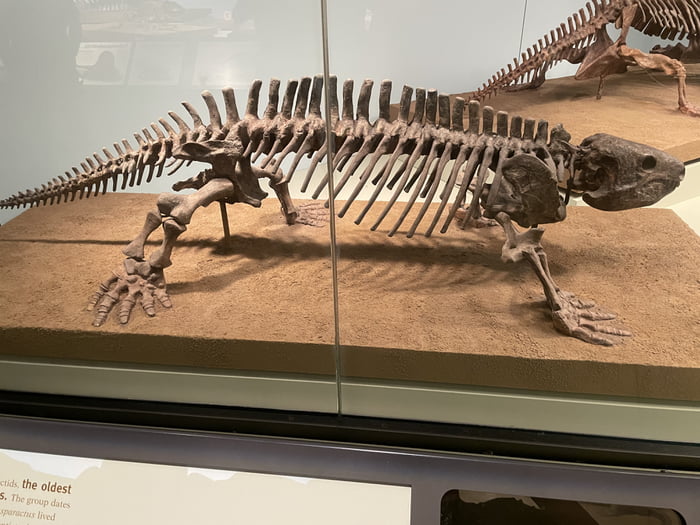 This tetrapod is known as Diasparactus! Scientists believe this is (so