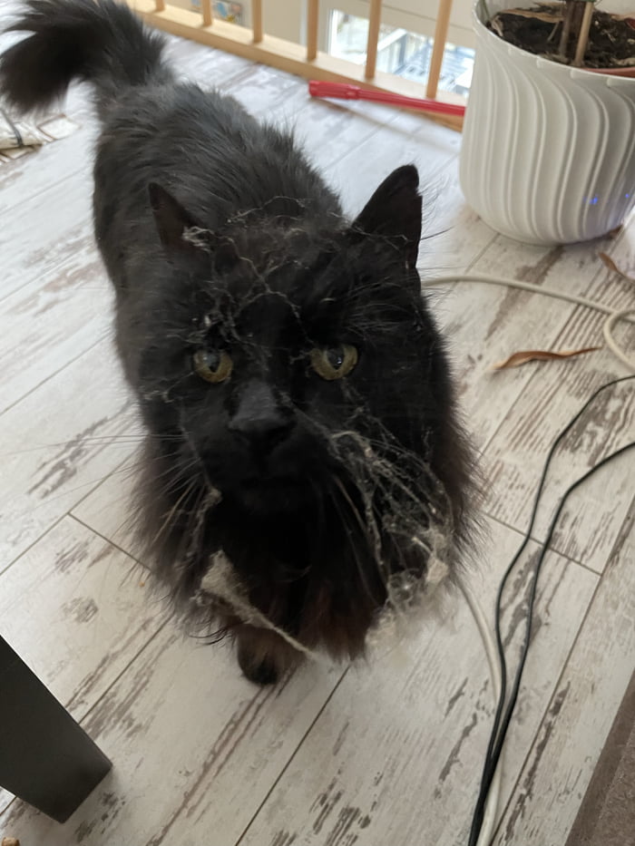 Why Has My Cat Started Drinking More Water