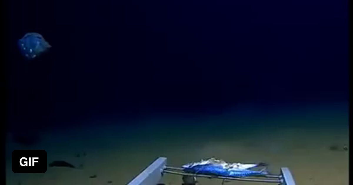 Never-before-seen creature filmed at the bottom of the Java trench, 4.5 ...