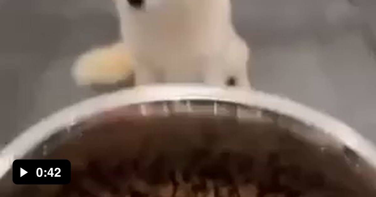 A real foodie. This dog is very picky about service) 9GAG