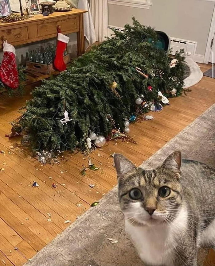 What Did Christmas Tree Represent