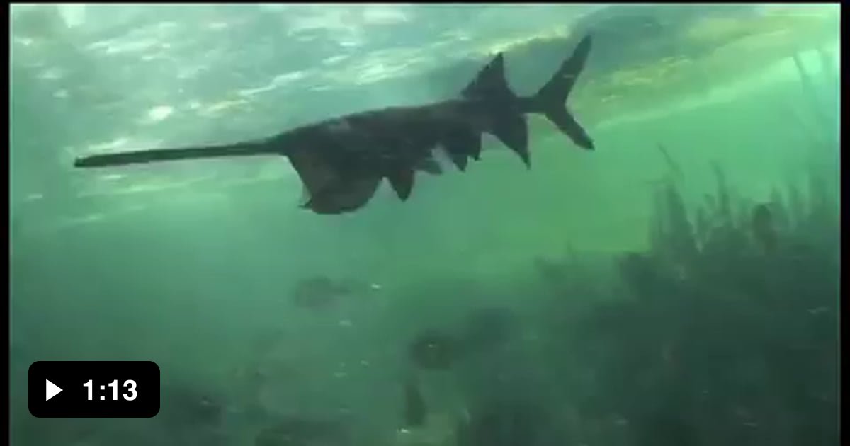 Huge paddlefish filter feeding on zooplankton - 9GAG