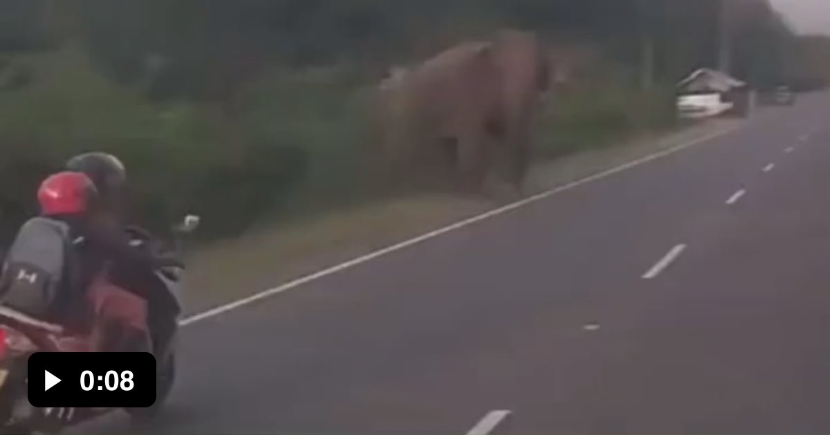 Even Elephants Are Afraid Of Women Drivers Gag
