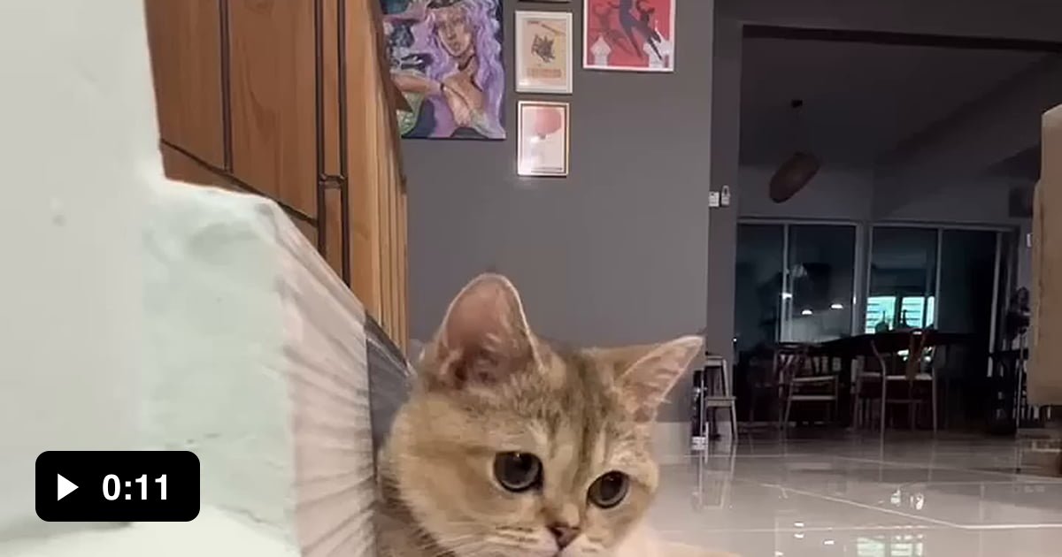 British Shorthair Cat Copies Owner's Coin Trick HAHAH 9GAG