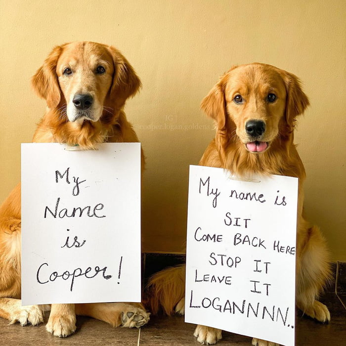 What do you call your doggo? 9GAG