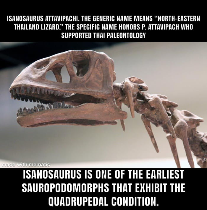 Not my picture. Isanosaurus possessed the derived adaption of the ball ...