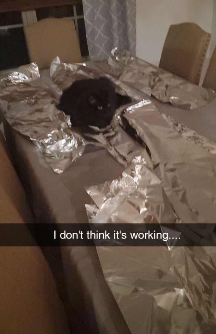 Place aluminum foil in your table and counters to discourage your cat
