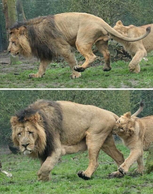 Бузова мой лев фото "King of the jungle" - 9GAG