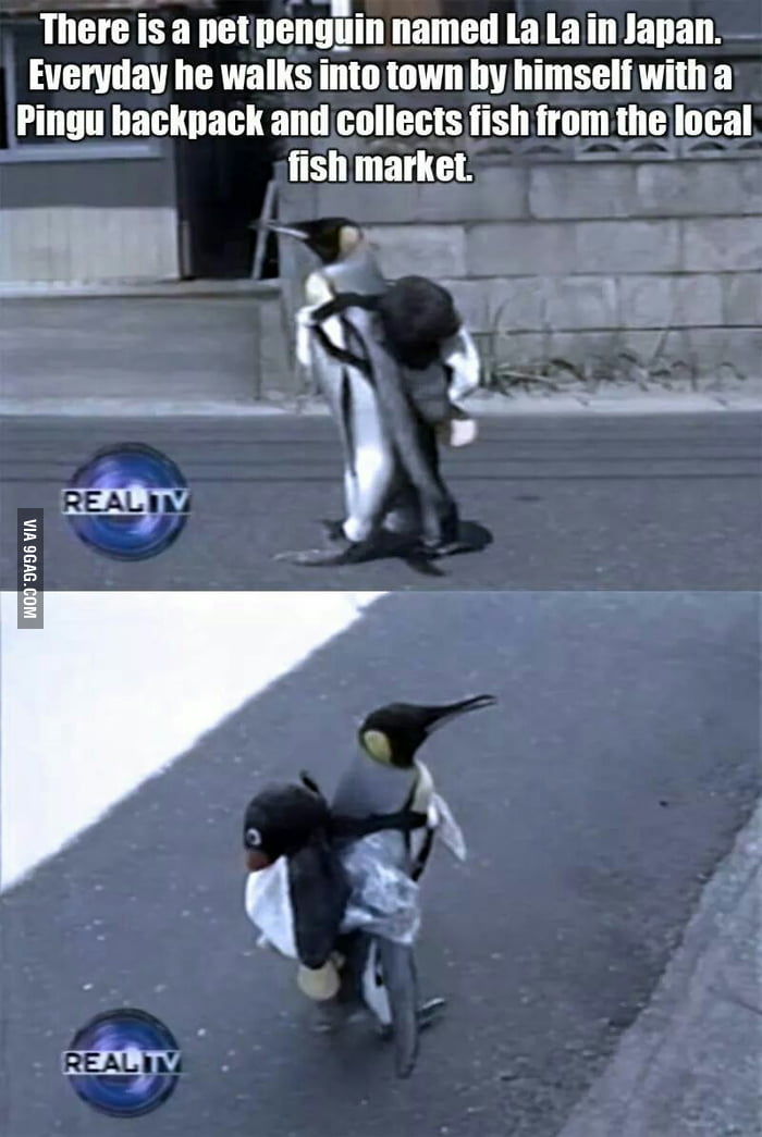 I really need a penguin now - 9GAG