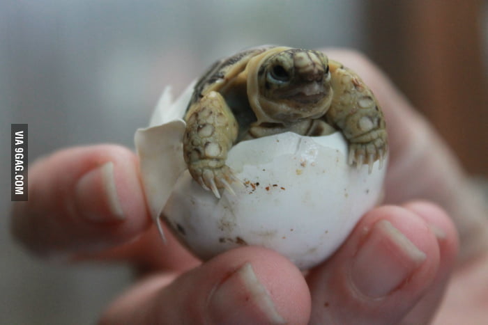 My baby tortoises are hatching - 9GAG